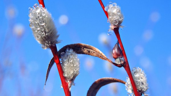 Апрель капель