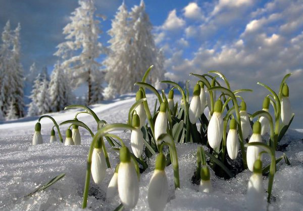 Подснежники в снегу