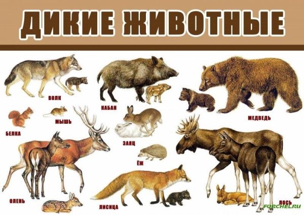 Дикие животные готовятся к зиме