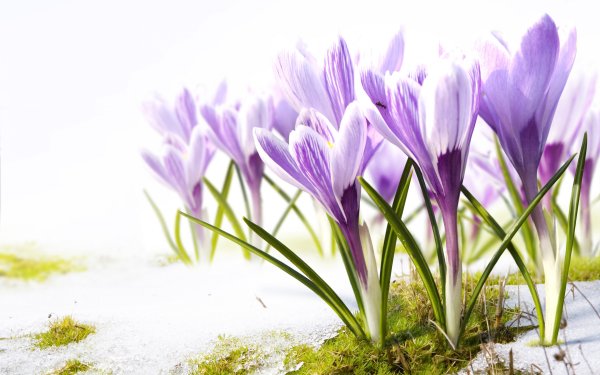 Весна для детей