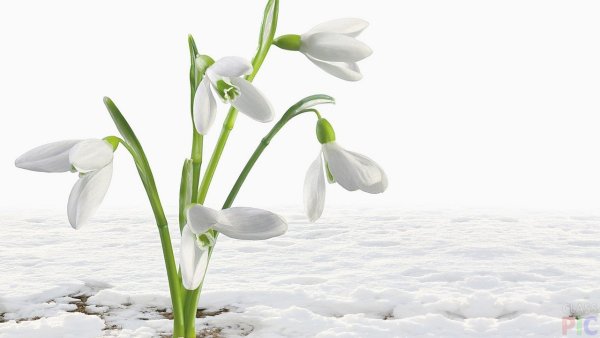 Расцвел Подснежник