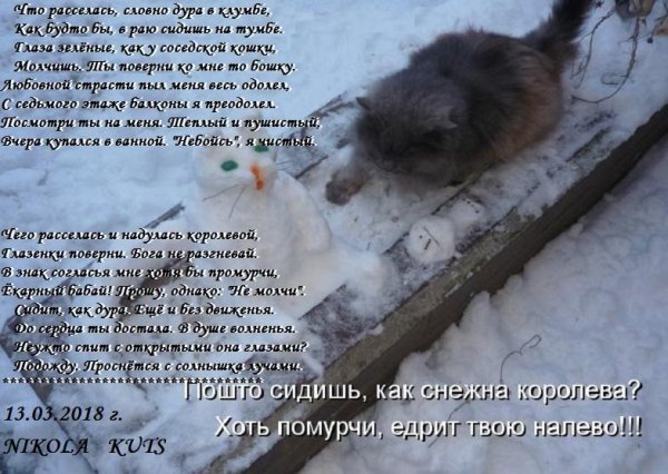 Кот ждет весну