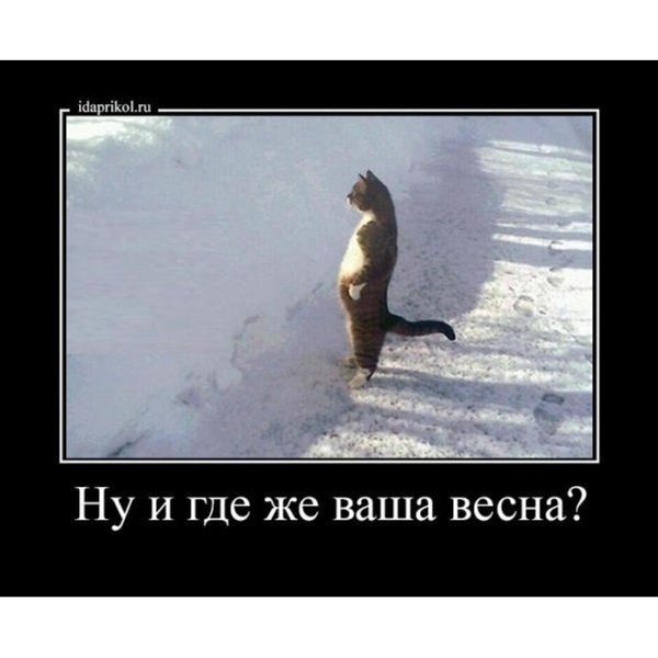Холодная Весна приколы