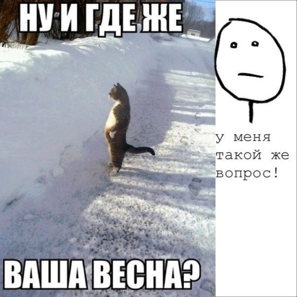 Весна пришла коты прилетели