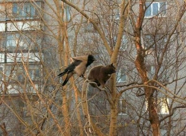 Кот чувствует весну