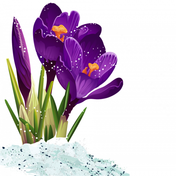 Весенние цветы на прозрачном фоне