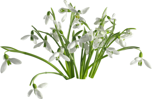 Подснежники на белом фоне