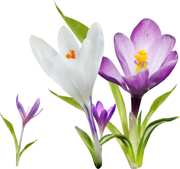 Крокус цветок срезка