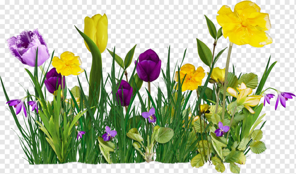 Весенние цветы на прозрачном фоне