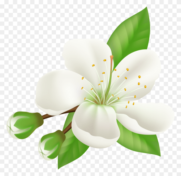 Яблоневые цветы на прозрачном фоне