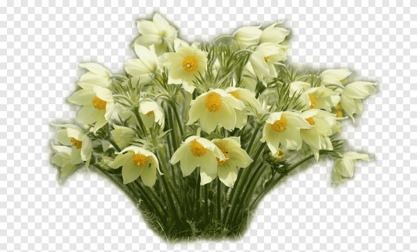 Нарцисс и Подснежник