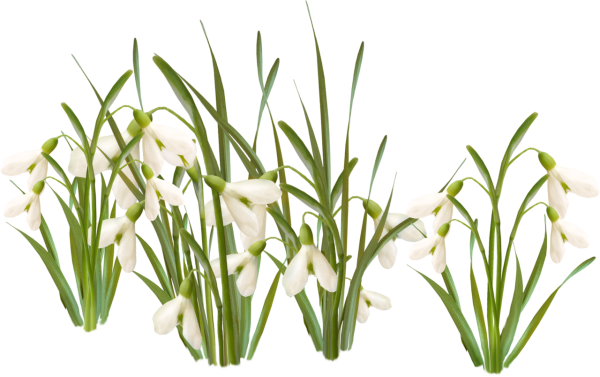 Подснежники на белом фоне