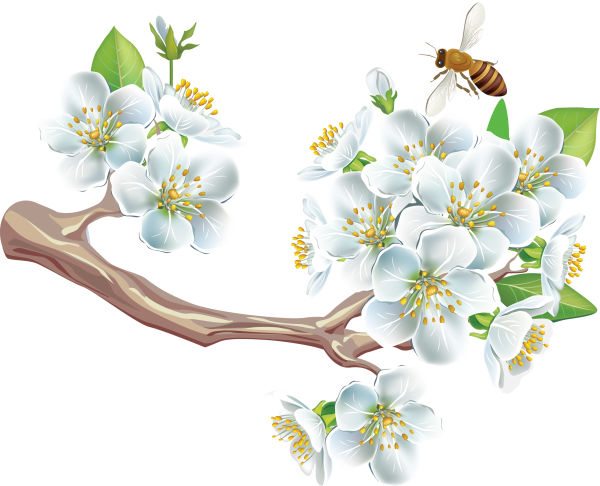 Подснежники на прозрачном фоне