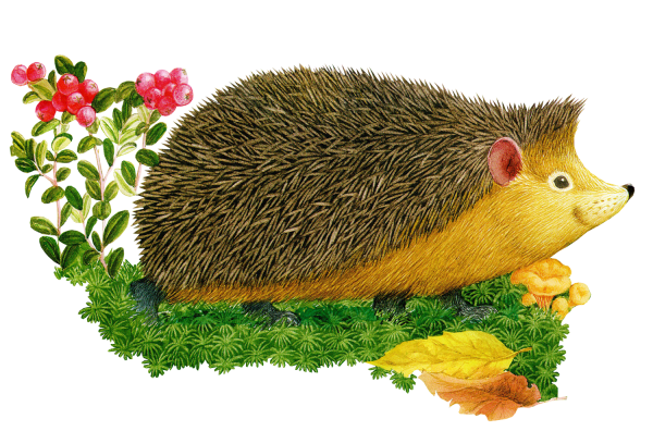 Ежик мультяшный