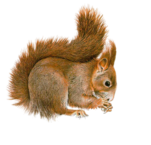 Лесные животные для детей