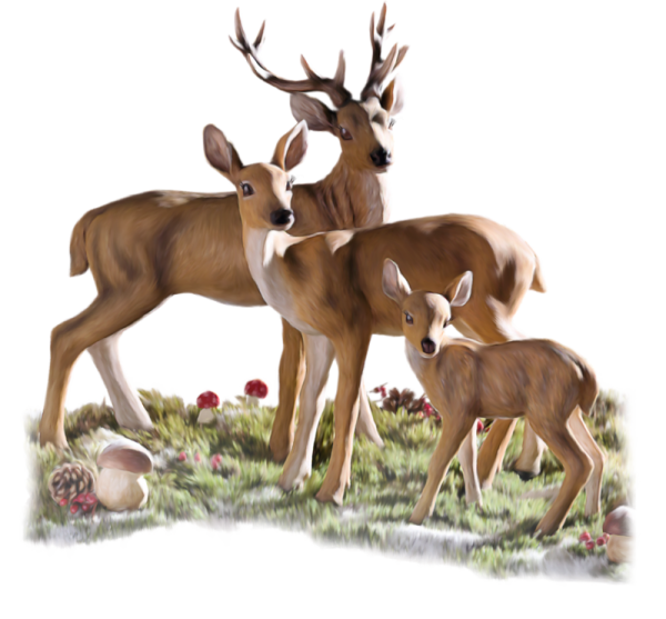 Семья оленей