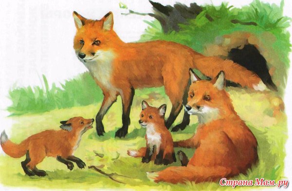 Картина лиса с лисятами Автор п с Меньшикова