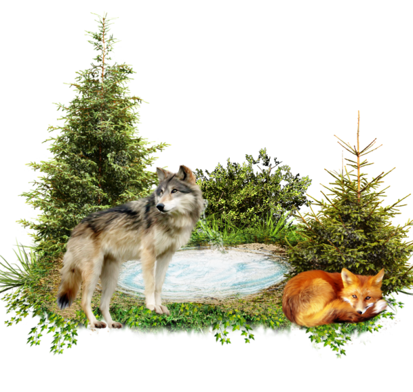 Жители леса