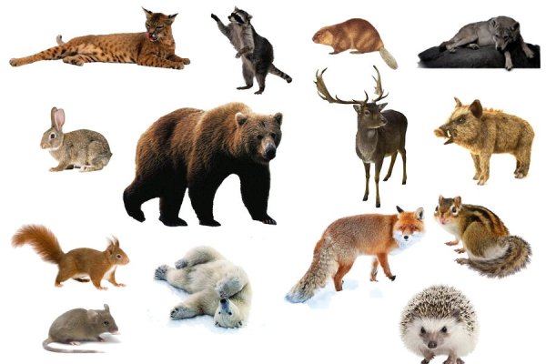 Дикие животные зимой для детей