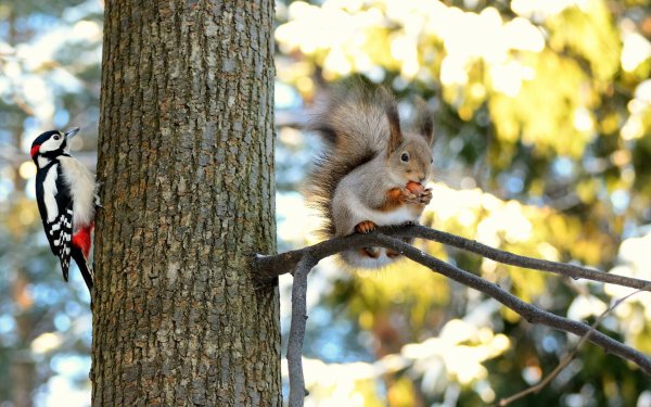 Медведь зимой в берлоге