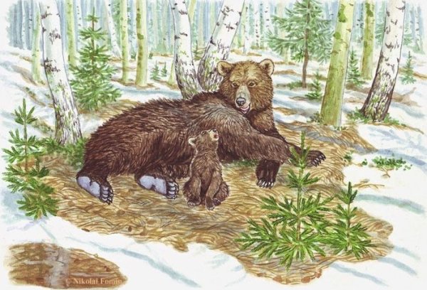 Птицы для детей