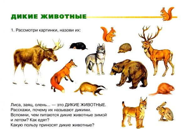 Макет Лесные животные