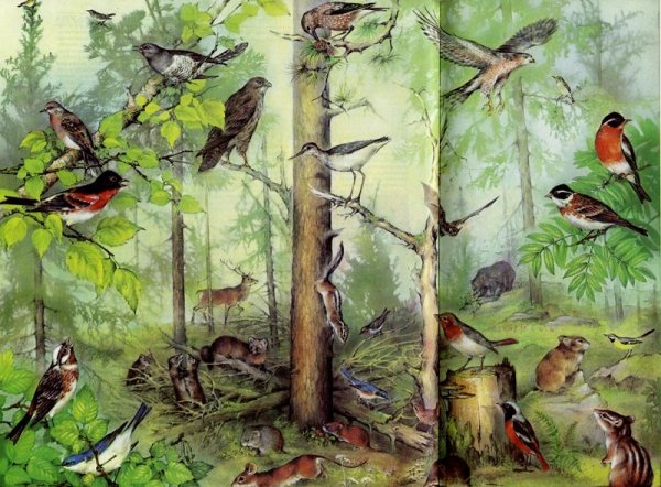 Медведь и ворон