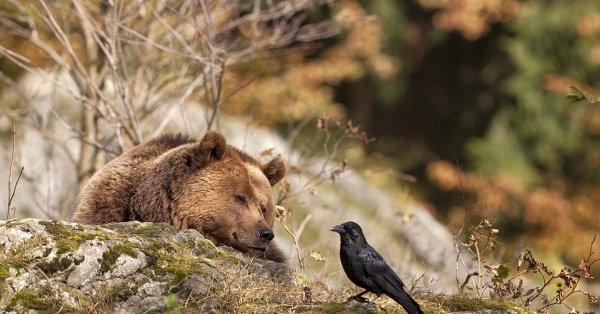 Сказка: Николай Сладков "осень на пороге"