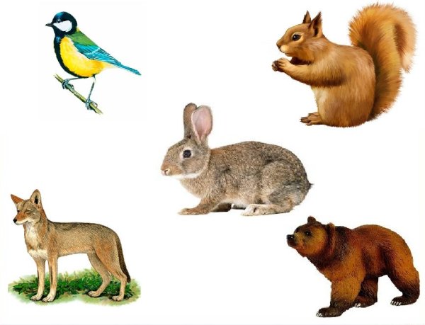 Лесные жители для детей