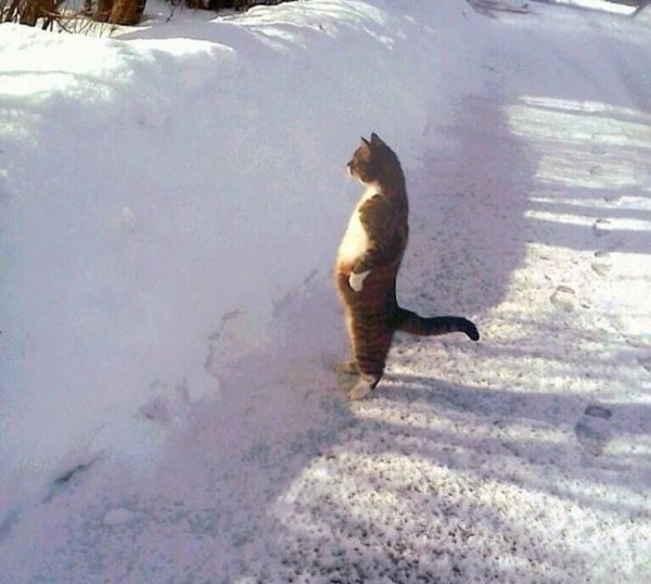 Кошка валяется в снегу