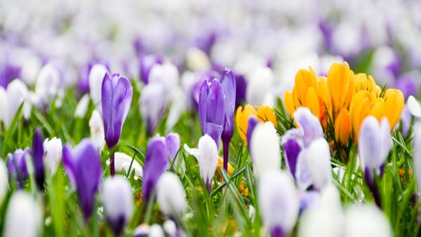 Первоцветы (подснежники, крокусы, гиацинты).