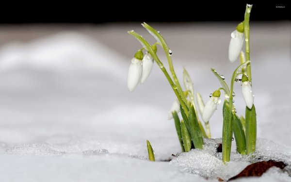 Подснежники Snowdrops