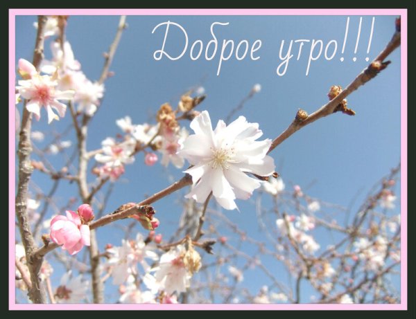 Доброе Весеннее утро с надписями