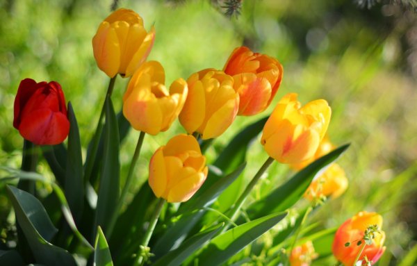 Весенние тюльпаны