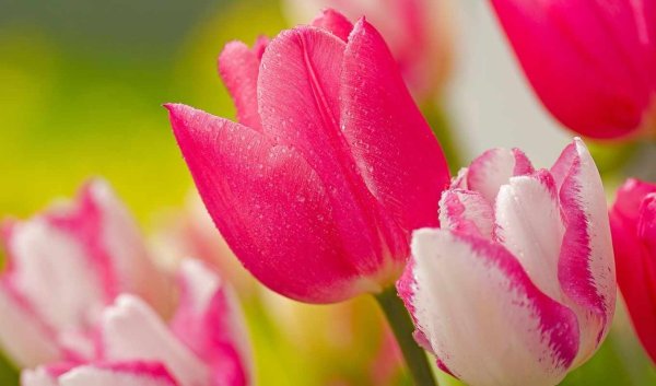 Картинки на рабочий стол тюльпаны