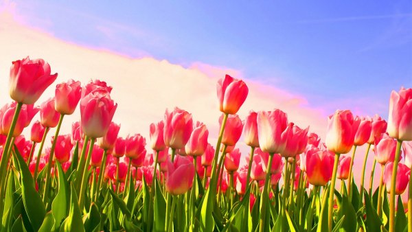 Обои на рабочий стол тюльпаны