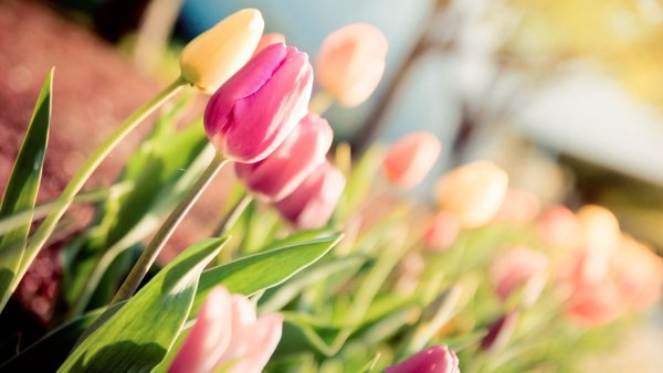 Весенние тюльпаны