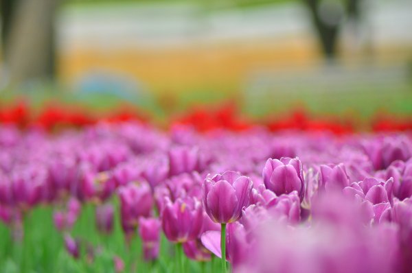 Тюльпаны розовые яркие