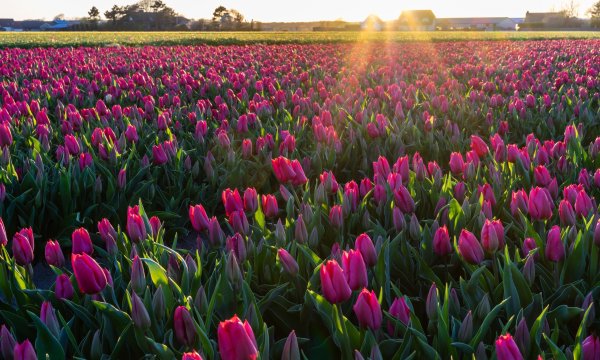 Тюльпановые поля 1920