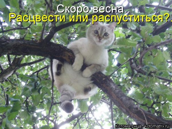 Весна расцвести или распуститься