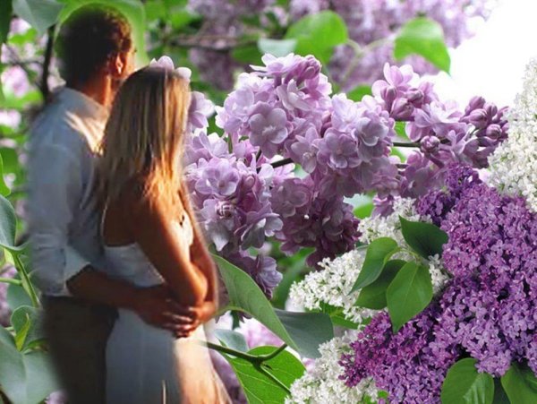 Верба рассказ для детей