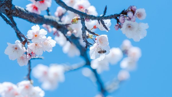 Весенняя природа
