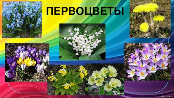 Первоцветы для дошкольников