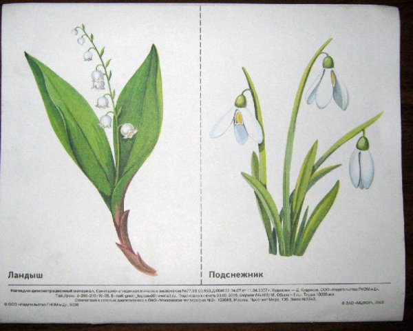 Подснежники, Ландыши, примулы