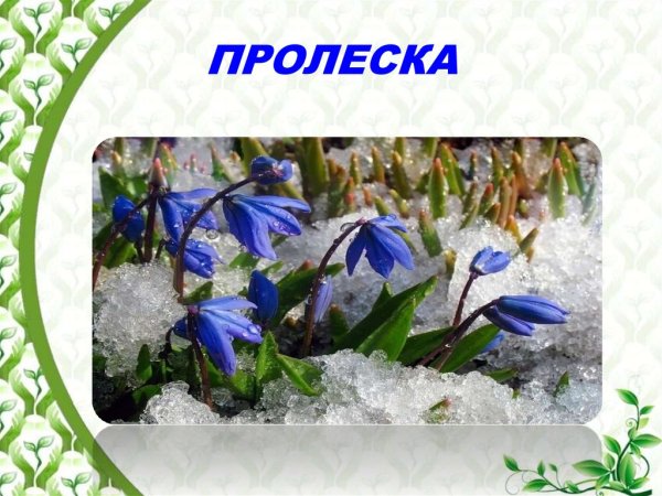 Подснежники на белом фоне