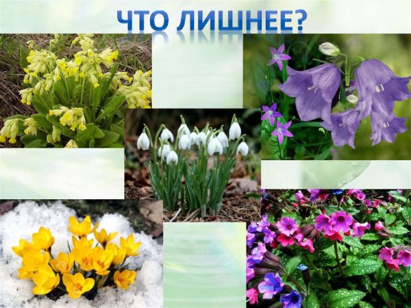 Название весенних цветов