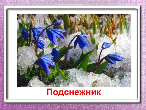 Рисование подснежники