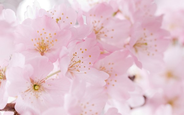 Весна птицы