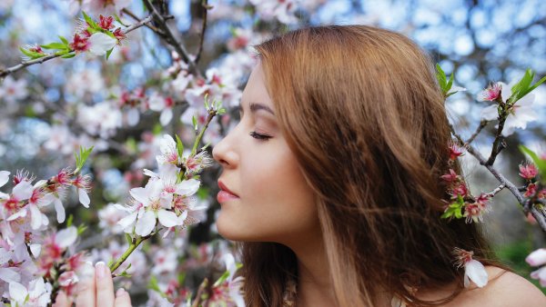 Сакура яблоня