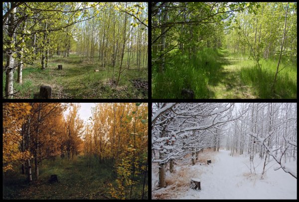 Лес в разные времена года